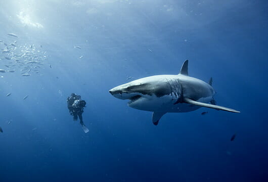 Oceans: The Good, The Bad, and The Boring