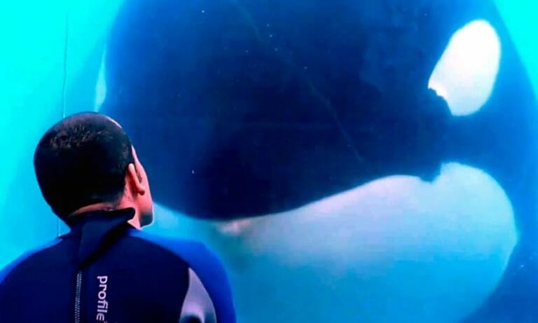 Blackfish: Documentary Filmmaking that Resonates