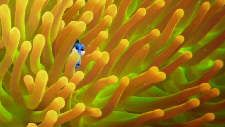 Review: Finding Dory More Than Justifies its Existence